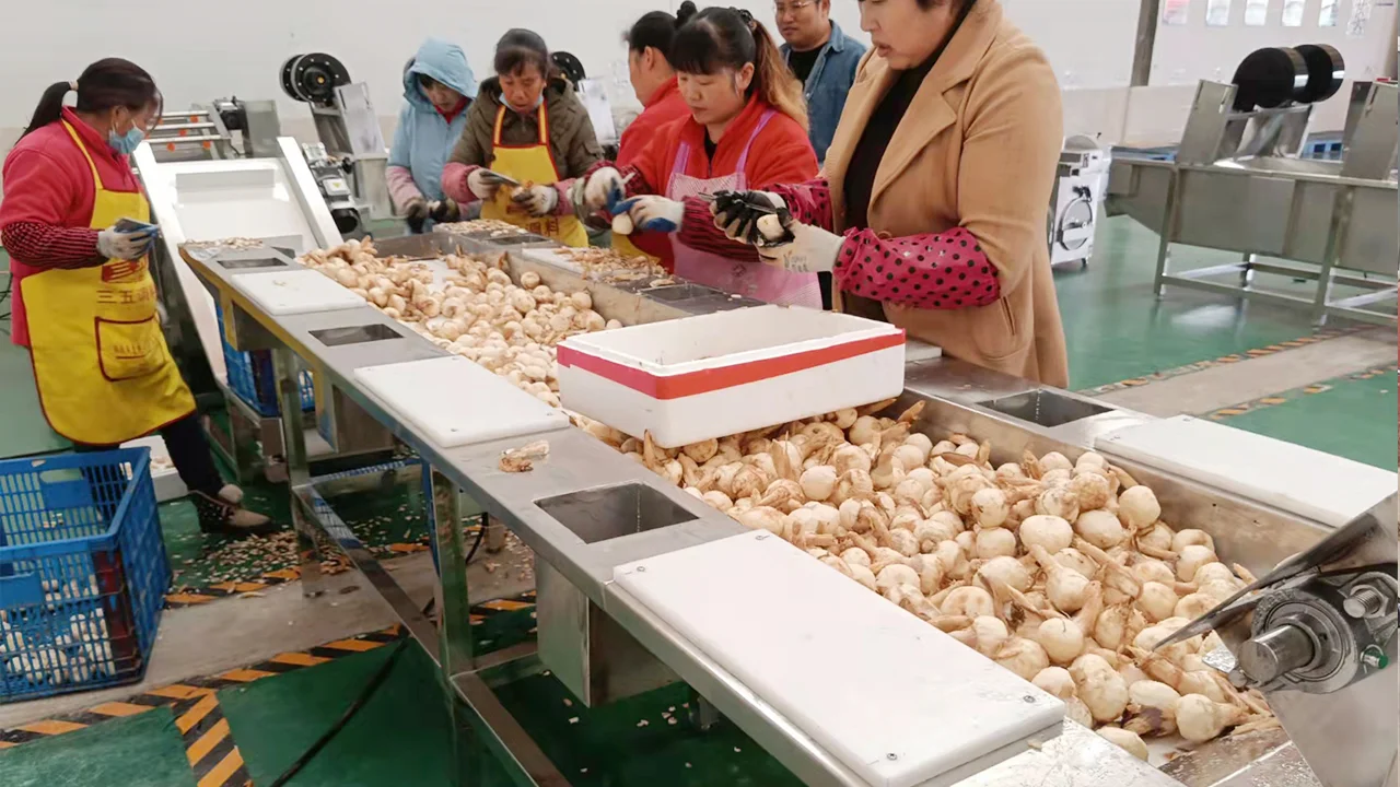 南京茨菇生产线